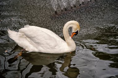 Kuğu kuş beyaz tüy ve Gaga yüzmek göl