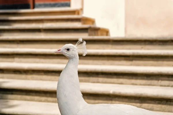 Pavos reales blancos se extienden plumas de la cola — Foto de Stock