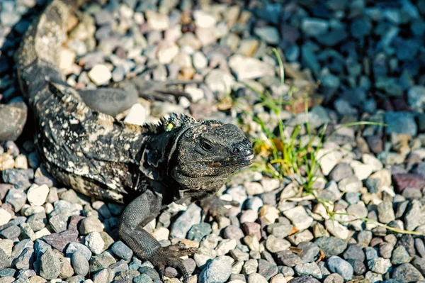 Iguana lizard sitting on grey stones in Honduras — Stock Photo, Image