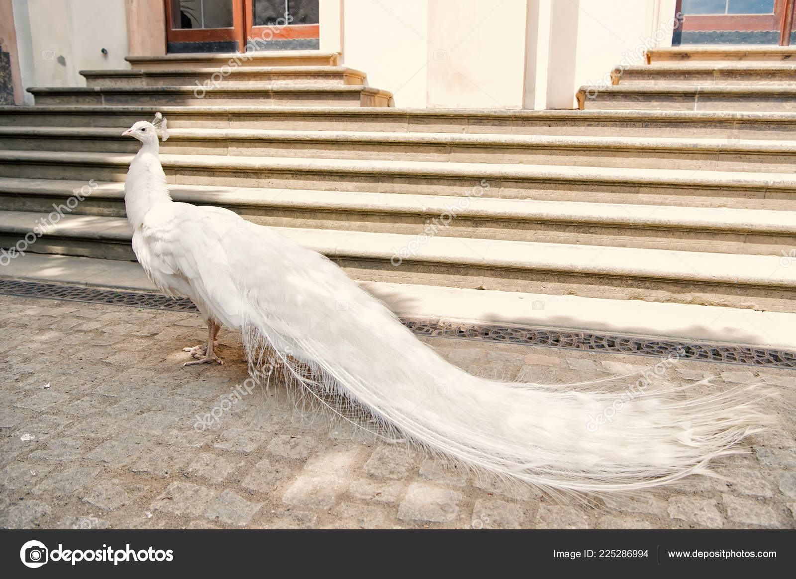 Immagini e foto stock di Pavoni bianchi | DepositPhotos, image size:1600x1165