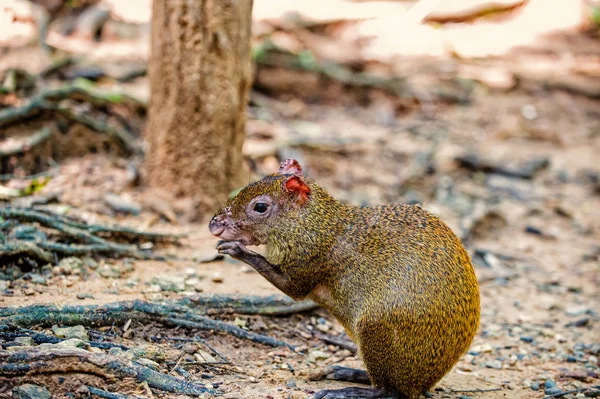 Rato ou agouti roedor sentado na floresta tropical de Honduras — Fotografia de Stock