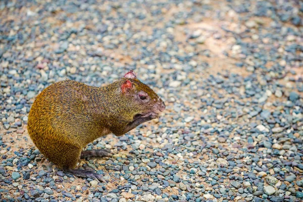 Agouti roedor sentado e segurando alimentos em Honduras — Fotografia de Stock