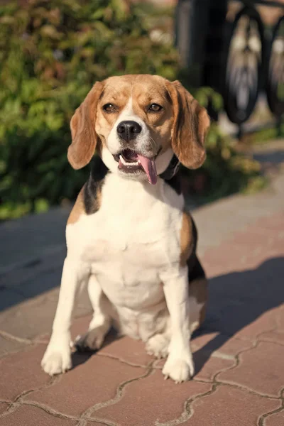 Mascotas y animales domésticos —  Fotos de Stock