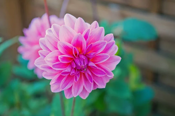 Dahila růžová barva — Stock fotografie