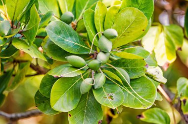 badem tohum pods Honduras ağaç üzerinde yeşil renk