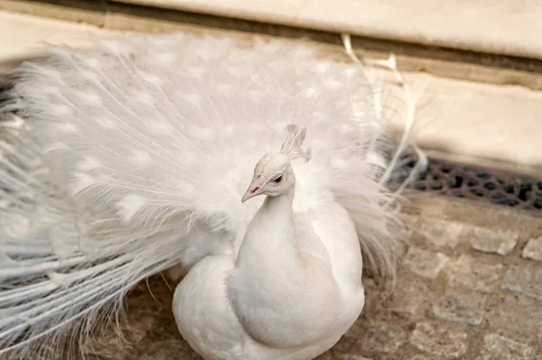 Pavos reales blancos se extienden plumas de la cola — Foto de Stock