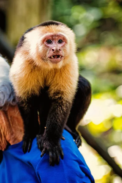 Singe capucin assis sur l'épaule masculine au Honduras — Photo