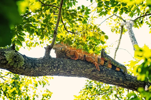 Two iguana lizards lying on tree in Honduras — Stock Photo, Image