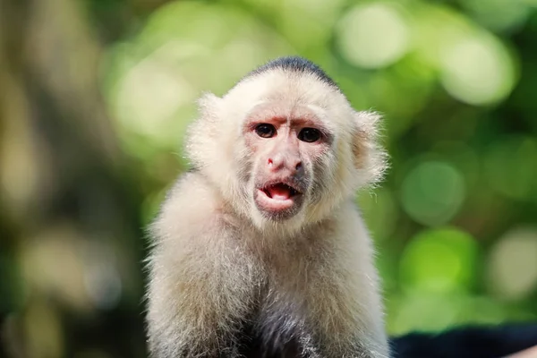 Capuchinho com pêlo branco — Fotografia de Stock
