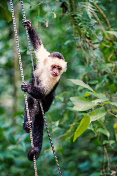 Πρωτευόντων ζώου κρέμονται στο καλώδιο στο τροπικό δάσος της Ονδούρας — Φωτογραφία Αρχείου