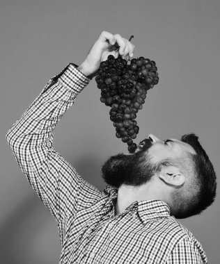 Çiftçi hasat gösteriyor. Sakallı adam üzümleri ağzına koyar.