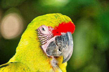 Açık yeşil ara papağan