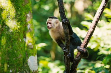 Ağaç dalı Honduras yağmur ormanlarında oturan maymun capuchin