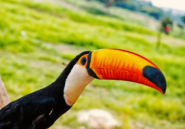 Toco toucan bird in boca de valeria, Brazilië. — Stockfoto