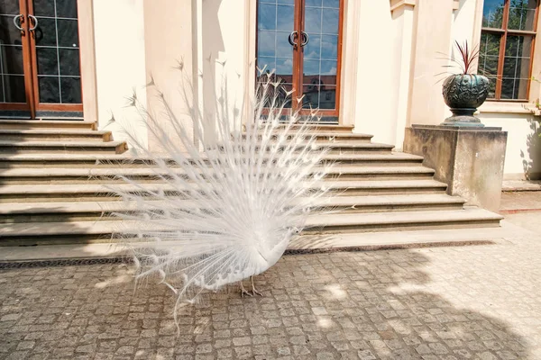 Pavos reales blancos se extienden plumas de la cola — Foto de Stock