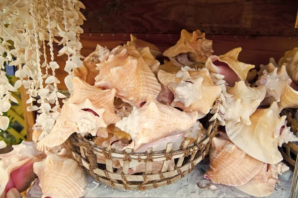 Seashells em cesta em fundo de madeira em Key West, EUA — Fotografia de Stock