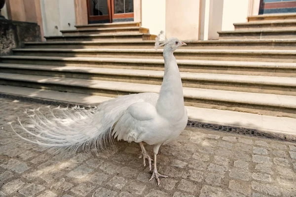 Beyaz tavus kuşu Kuyruk tüyleri yayılır — Stok fotoğraf