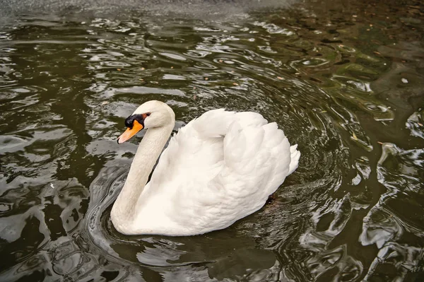 Swan fågel med vit fjäder och näbb simtur i sjön — Stockfoto