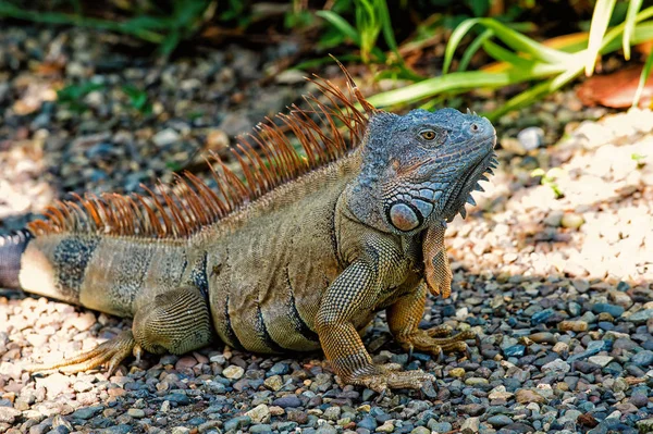 Lizard iguana with spines sitting on grey stones in Honduras — Stock Photo, Image