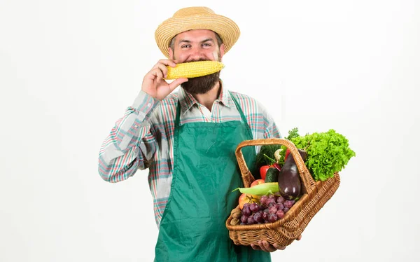 Hipster zahradník nosí zástěru se zeleninou. Muž vousatý prezentující zeleninu bílé pozadí izolované. Farmářský slamák drží kukuřičný klacek a koš zeleniny. Čerstvé bio zelenina proutěný koš — Stock fotografie