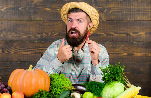 Contadino presentando peperoncino piccante sfondo in legno. Il contadino barbuto tiene il pepe in mano. Concetto di raccolta del pepe. Il contadino rustico in cappello di paglia ama il gusto piccante. Uomo tenere pepe raccolto — Foto Stock