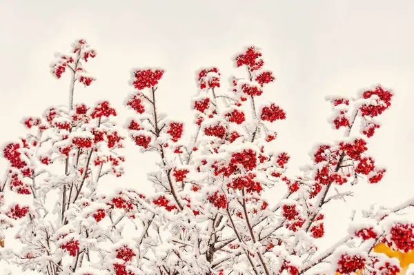Zweige mit roten Beeren im Frost — Stockfoto
