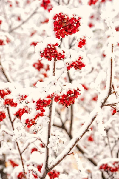 Rote Esche und weißer Schnee — Stockfoto