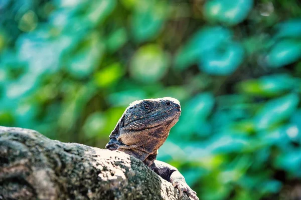 Iguane lézard assis sur la pierre grise au Honduras — Photo