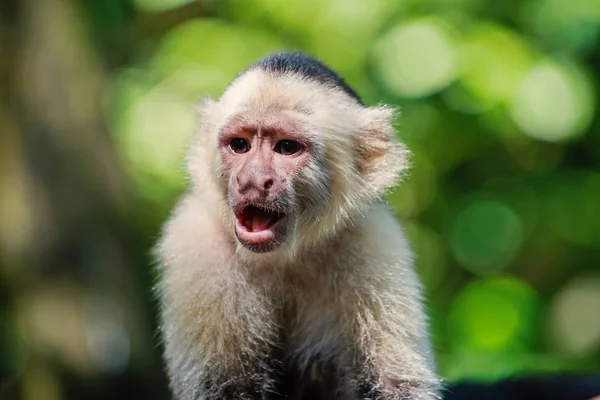 Macaco descansando na floresta tropical de Honduras — Fotografia de Stock