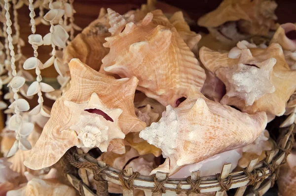 Conchas en cesta sobre fondo de madera en Key West, EE.UU. —  Fotos de Stock