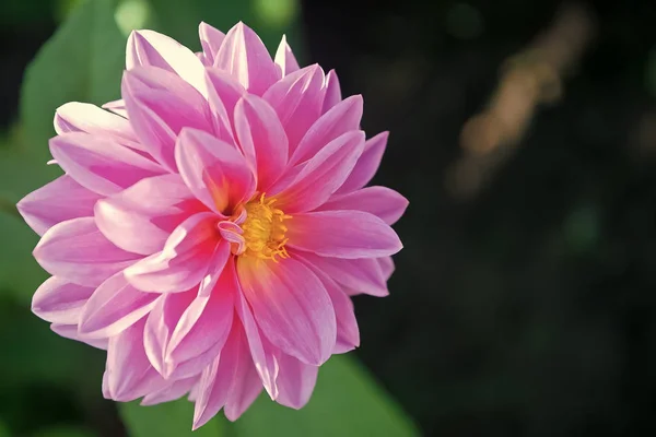 Dahila rosa Farbe — Stockfoto