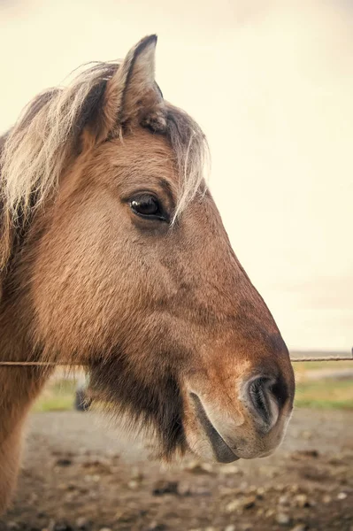 Horse head with mane in Iceland — Stock Photo, Image