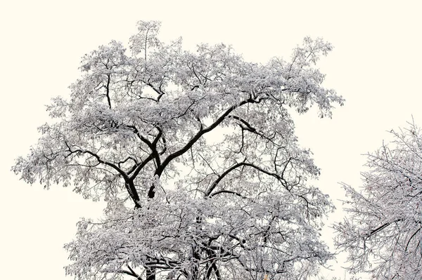 Gołe drzewa z snow biały — Zdjęcie stockowe