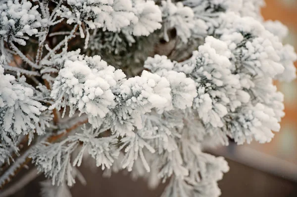 自然な背景の枝が雪に覆われています。 — ストック写真