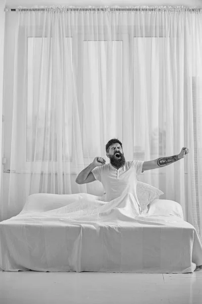Guy on sleepy face yawning and stretching. Macho with beard and mustache yawning, relaxing, having nap, rest. Man in shirt sits on bed, white curtains on background. Refreshment rest concept