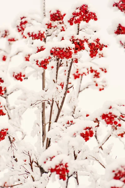 Weihnachts- oder Neujahrskonzept — Stockfoto