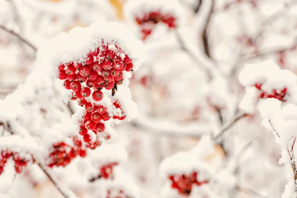 Vogelbeere mit Schnee bedeckt — Stockfoto