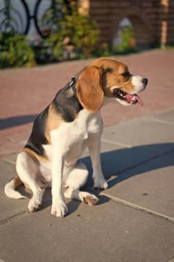 Köpek güneşli yaz günü açık havada oturmak