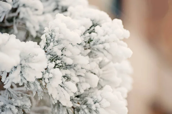 モミの木に霜 — ストック写真