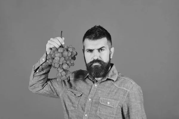 Weinbereitung und Herbstkonzept. Mann mit Bart hält grüne Trauben in der Hand — Stockfoto