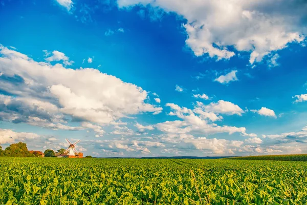 Holland väderkvarn landskap — Stockfoto