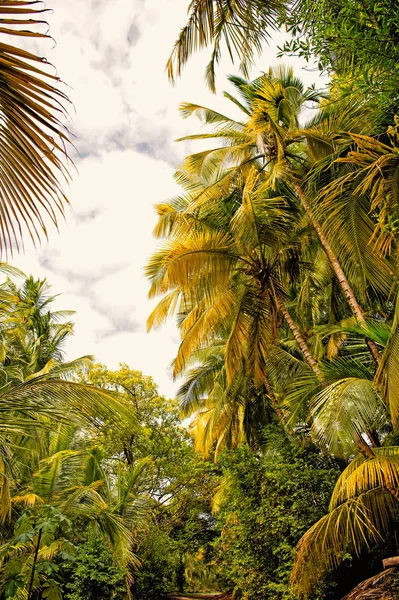 Palmeiras e árvores com folhas verdes na floresta tropical — Fotografia de Stock