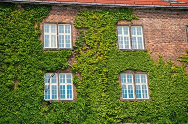 Sarmaşık bitki kırmızı tuğlalı ev duvar Krakow, Polonya