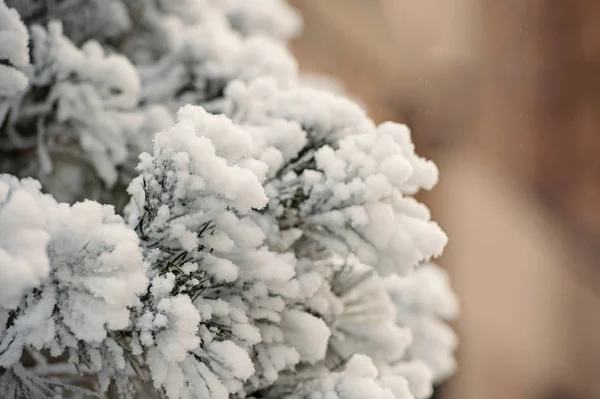 Branch bedekt met witte sneeuw op natuurlijke achtergrond — Stockfoto