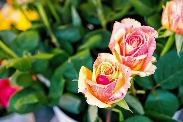 Rosas no jardim no fundo verde desfocado — Fotografia de Stock