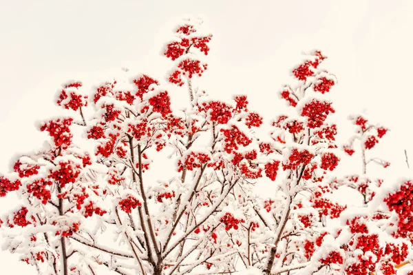 Winter Natur Hintergrund — Stockfoto