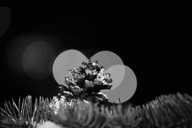 Holiday xmas dekoratif renkli koni ve ufuk bokeh ile çam ağacının dalını ışık ve renkli arka plan üzerinde spac kopyalayın