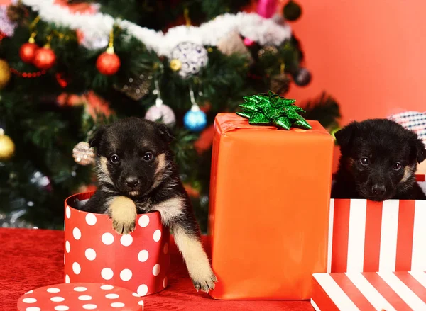 Doggies look out of striped and spotted Christmas boxes