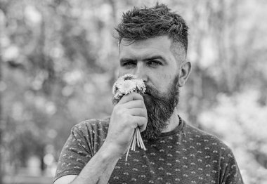 Romantik hipster buket, yeşil doğa arka plan, defocused yaptı. Aroma kavramı. Sakal ve bıyık dandelions sakin yüz Koklayıcılara buket üzerinde olan adam. Sakallı adam sarı dandelions tutar