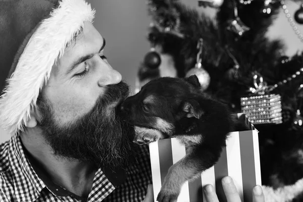 Pet for Christmas. Man in xmas hat plays with puppy.